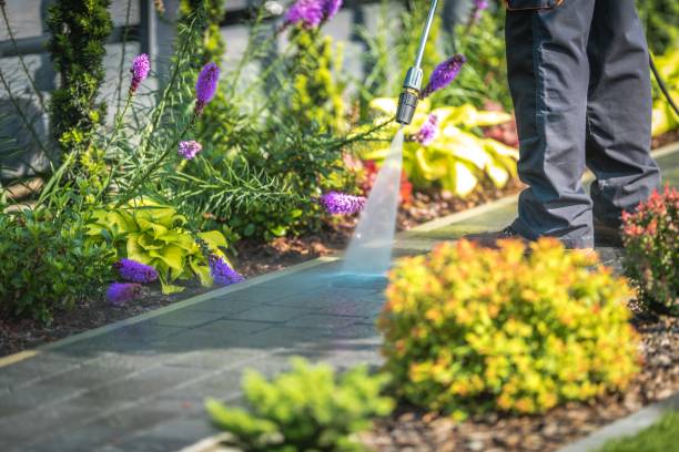 Best Roof Washing  in International Falls, MN